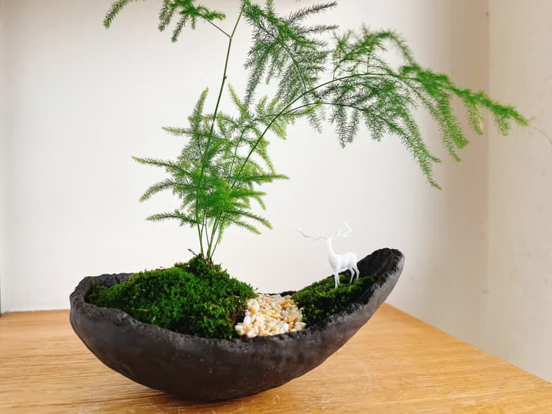 純自然 日式盆栽 禪 文竹 水泥 盆栽  靈鹿 送禮 zen