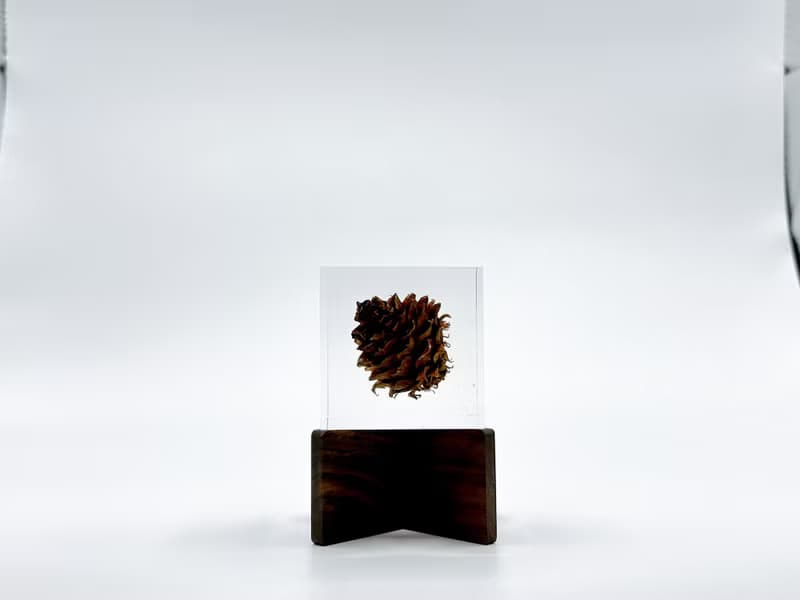 【純淨植磚－毬果】植感手作藝術品/居家品味擺飾