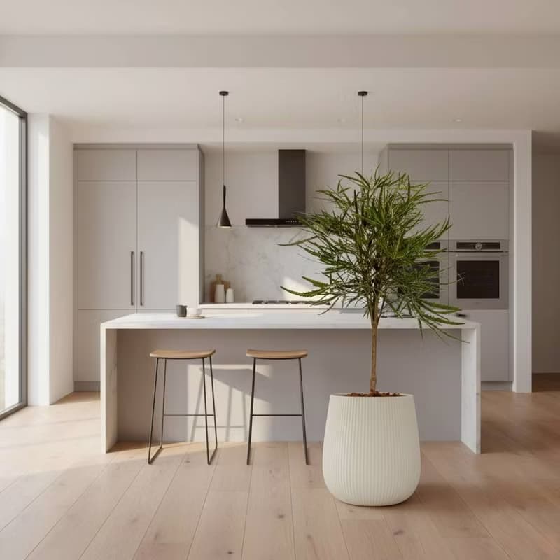 孔雀木細白條紋水泥盆栽 開幕盆栽推薦