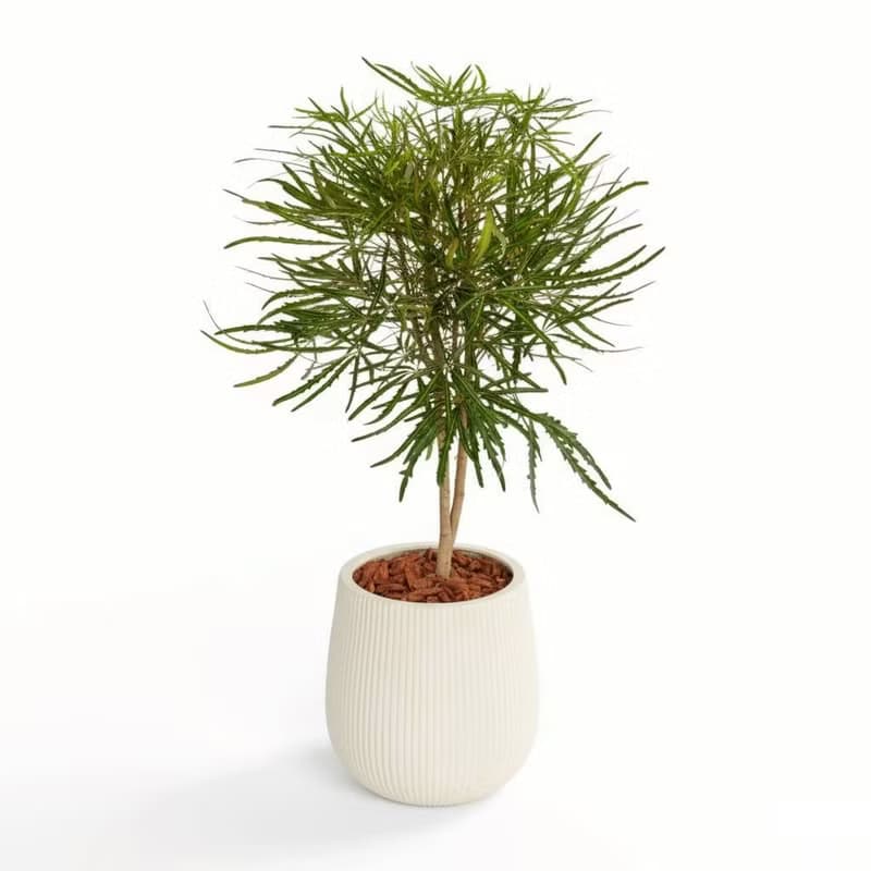 孔雀木細白條紋水泥盆栽 開幕盆栽推薦