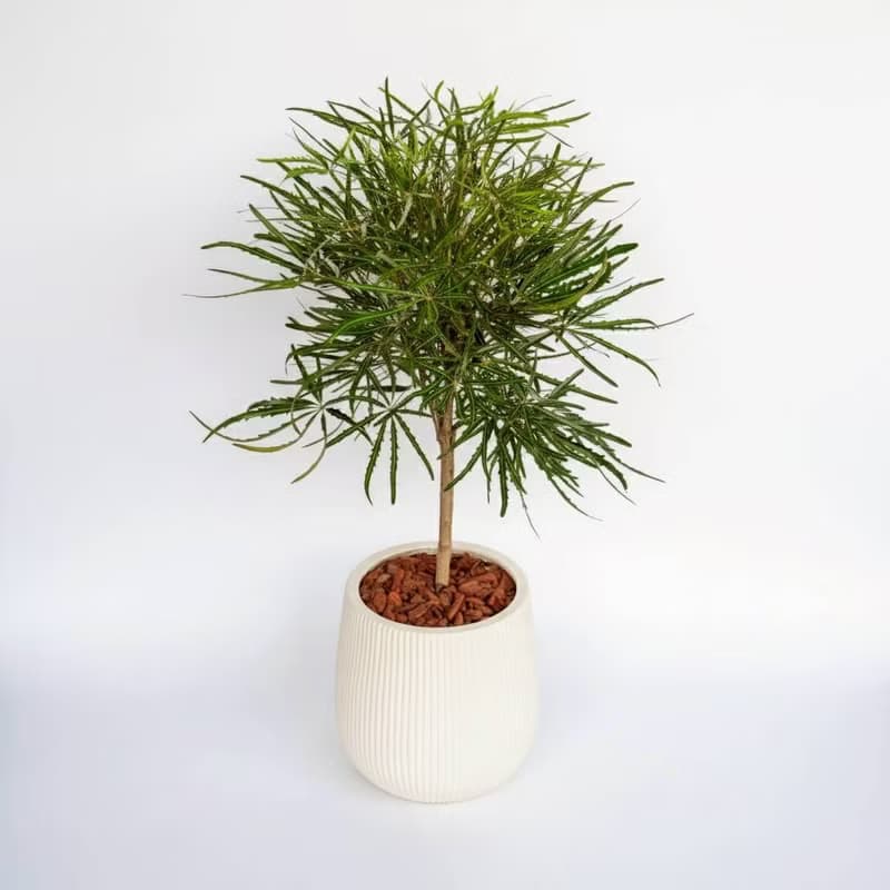 孔雀木細白條紋水泥盆栽 開幕盆栽推薦