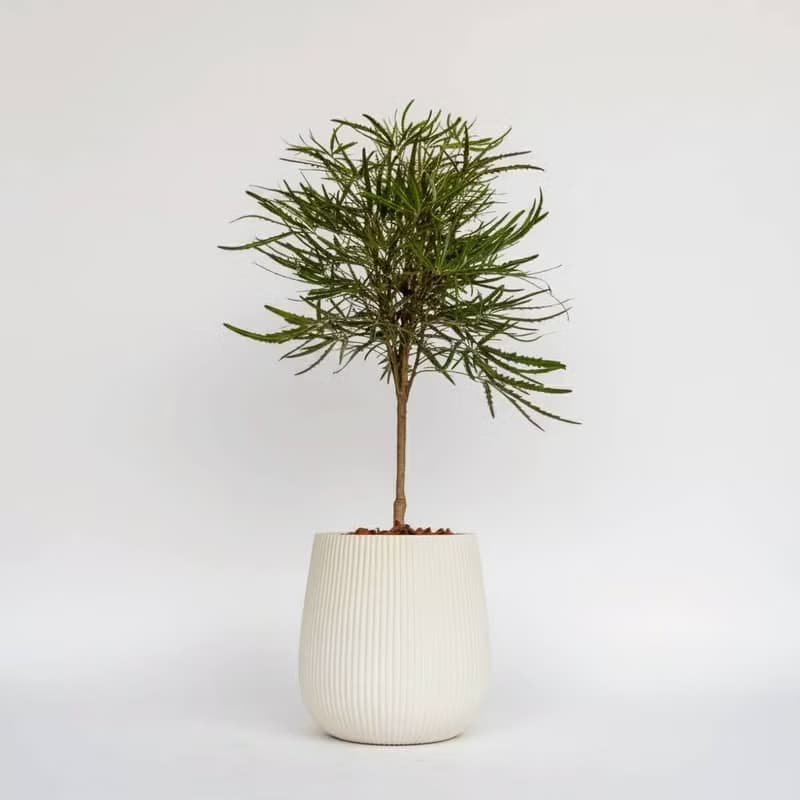 孔雀木細白條紋水泥盆栽 開幕盆栽推薦