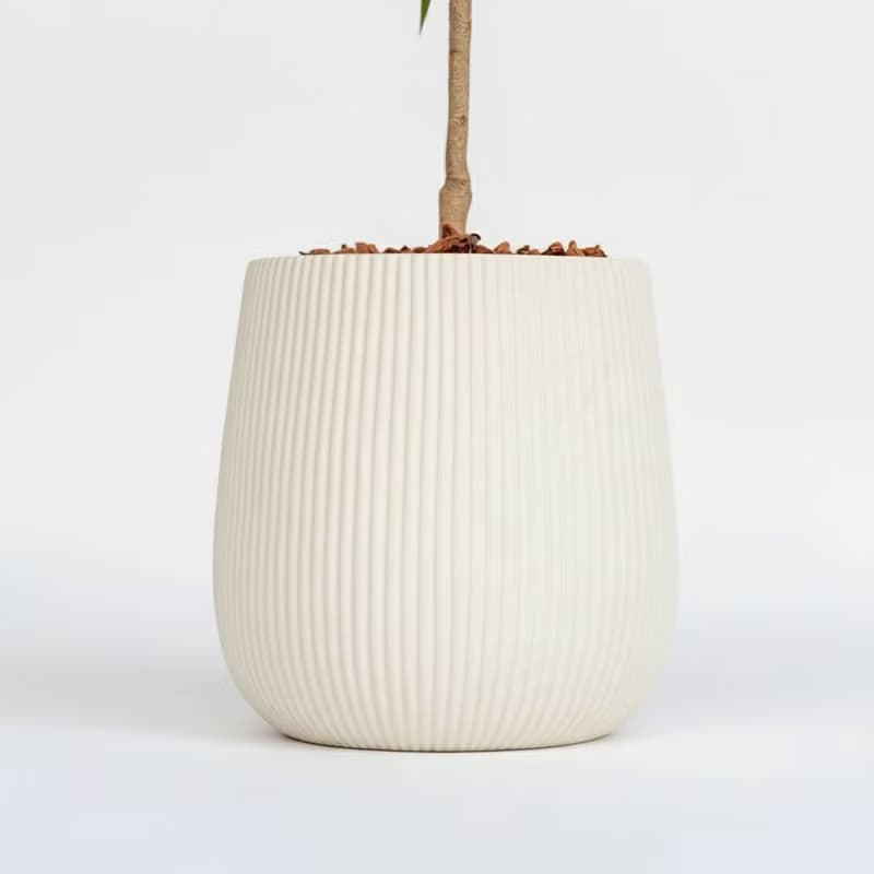 孔雀木細白條紋水泥盆栽 開幕盆栽推薦