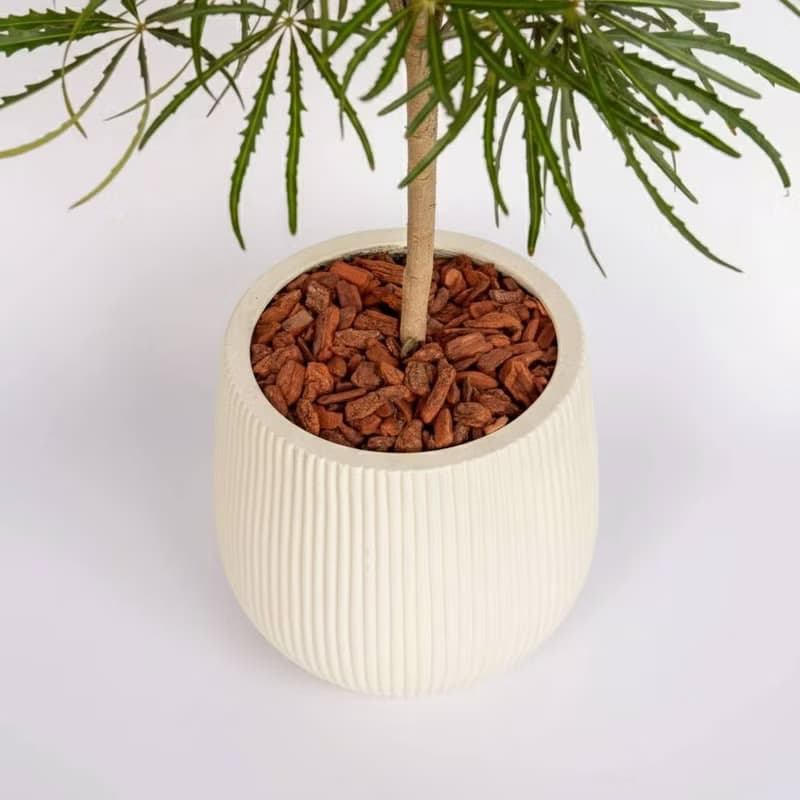 孔雀木細白條紋水泥盆栽 開幕盆栽推薦