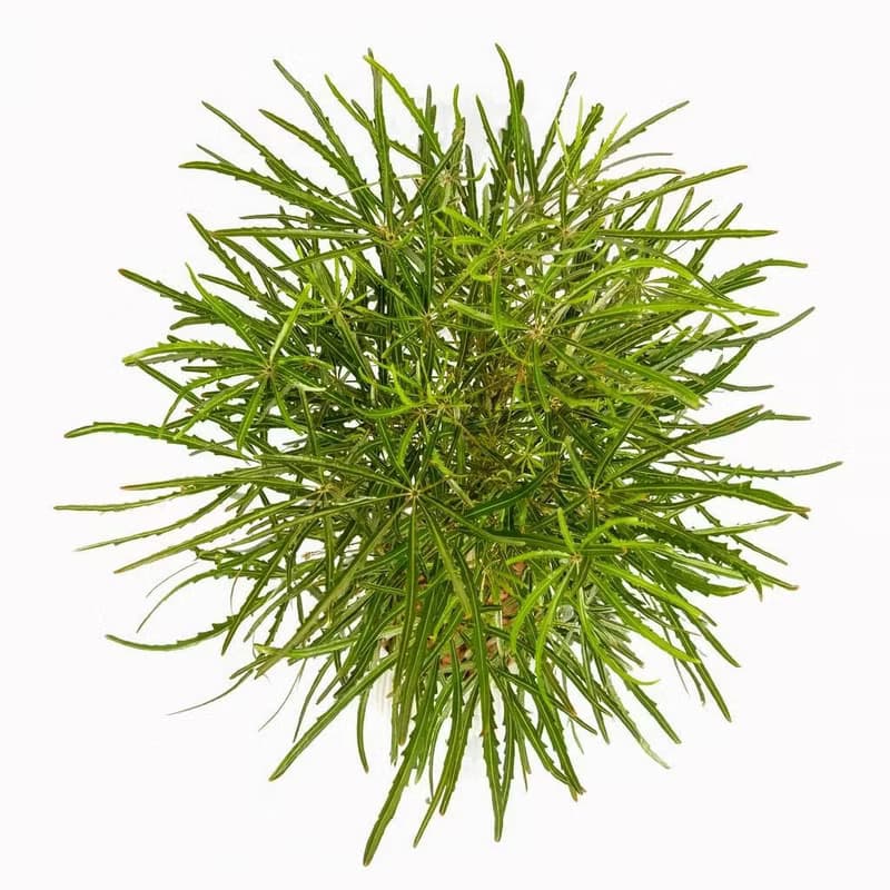 孔雀木細白條紋水泥盆栽 開幕盆栽推薦