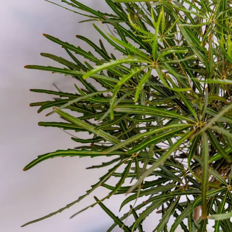 孔雀木細白條紋水泥盆栽 開幕盆栽推薦