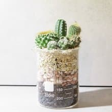 微景設計-250ml燒杯/仙人掌科肉肉【植物保固】 禮物
