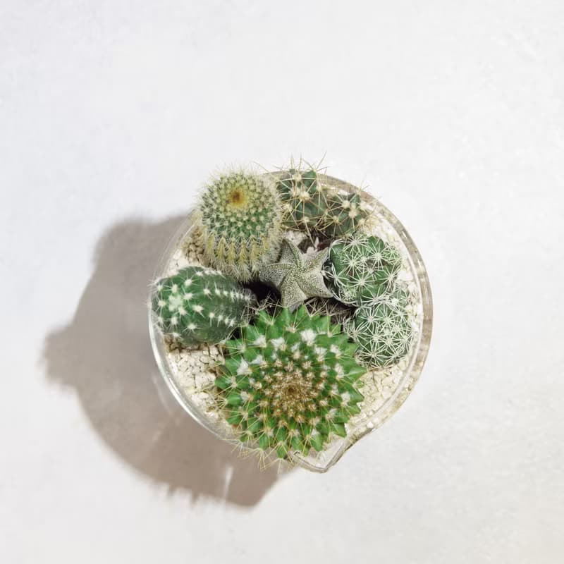 微景設計-250ml燒杯/仙人掌科肉肉【植物保固】 禮物