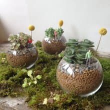 warm planet溫暖星球 多肉植栽 /單一販售