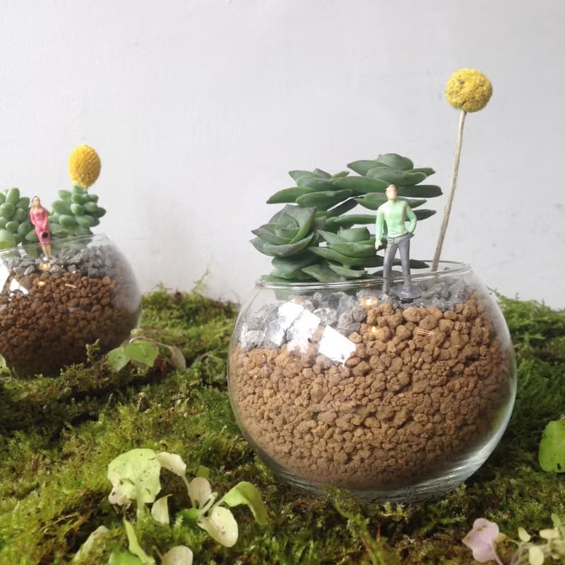 warm planet溫暖星球 多肉植栽 /單一販售