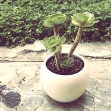 (盆栽) 圓葉古木 The Old Time (多肉植物 療癒 辦公小物)