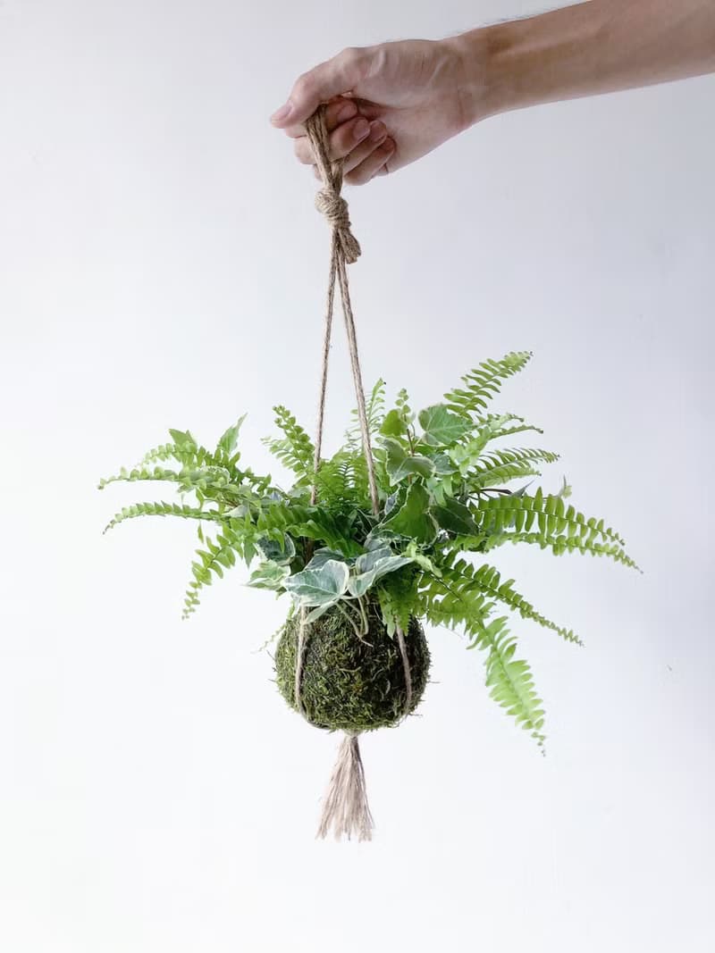 野營風懸掛蕨類苔球