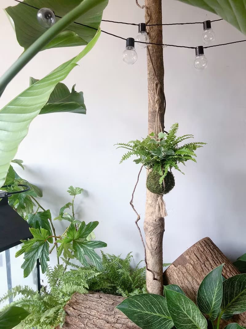 野營風懸掛蕨類苔球