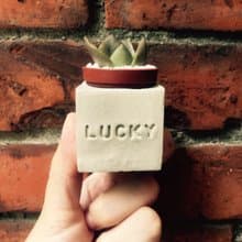 Lucky~!!（幸運）磁鐵多肉盆栽