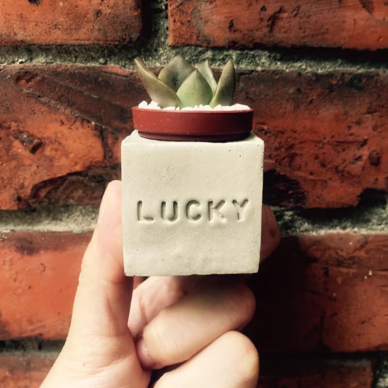 Lucky~!!（幸運）磁鐵多肉盆栽