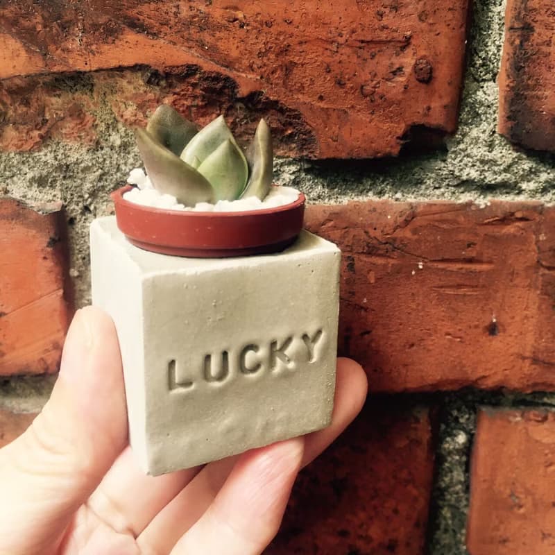 Lucky~!!（幸運）磁鐵多肉盆栽