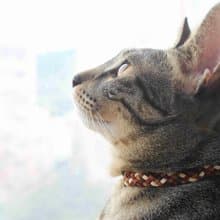 寵物項圈韓國麂皮絨【流浪動物捐款計畫】