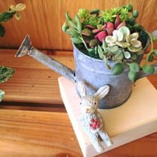 (盆栽) 園丁生活組合 含冷衫底座 The Set of Gardener's Life