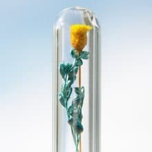 情人節禮物/ 森林女孩 / 英式乾燥花玻璃項鍊 - 黃色花朵 + 藍綠色藤蔓