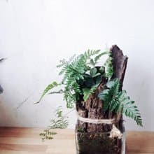 被遺忘的森林 兔腳蕨室內植栽
