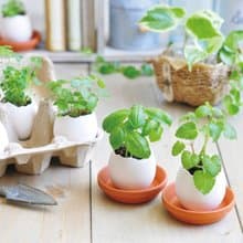 Eggling植物栽培蛋經典系列 (三款)