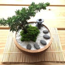 純自然 迷你日式禪庭盆栽 禪 枯山水 松柏  盆栽  送禮 小物 zen