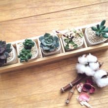 [盆栽] 簡單生活 Simple Life (5件組含木盒 多肉植物) 送禮 畢業禮物
