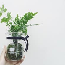寂寞星球 苔球植栽 季節性蕨類植栽