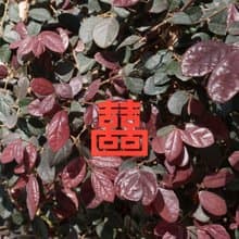 麥麥大節慶-雙喜臨門 紙雕書籤 | 文化節慶 開運祈福 文具送禮