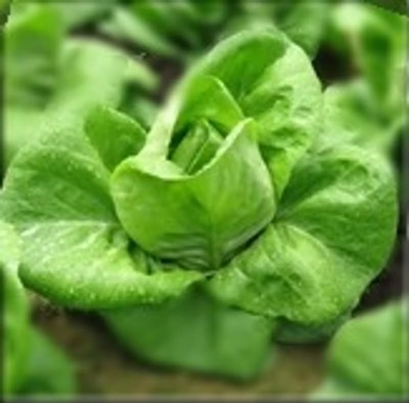 Green Box 培育機 種子組合 - B