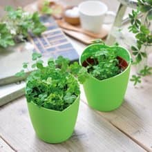 CLOVER 心形栽培套組 / 四葉幸運草