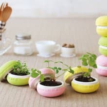 【福利品特賣】Sweet Garden - Macaroon 馬卡龍甜點栽培組 單顆