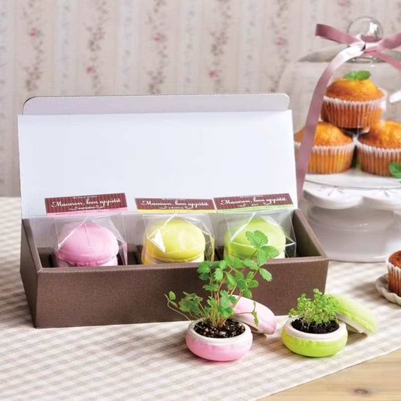 【福利品特賣】Sweet Garden - Macaroon 馬卡龍甜點栽培組 單顆