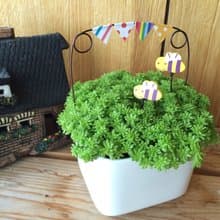 (盆栽) 園遊會 Carnival (多肉植物 療癒 辦公小物 送禮)