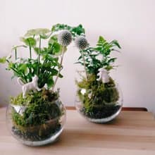 苔球室內植栽  Earth 原來地球是圓的