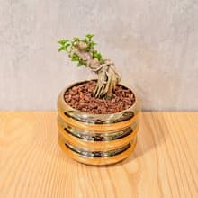 壽娘子小盆栽 金色凸圆形盆器 桌上型室內植物推薦 巧繪網植物館