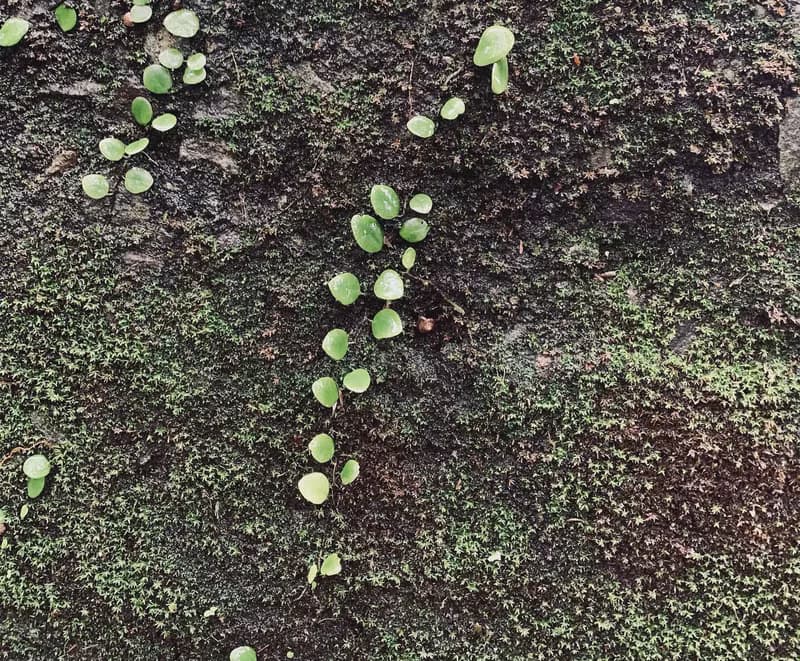 伏石蕨耳飾_珍珠皮塑