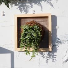 【串錢藤畫框】 質感畫框/ 室內植物