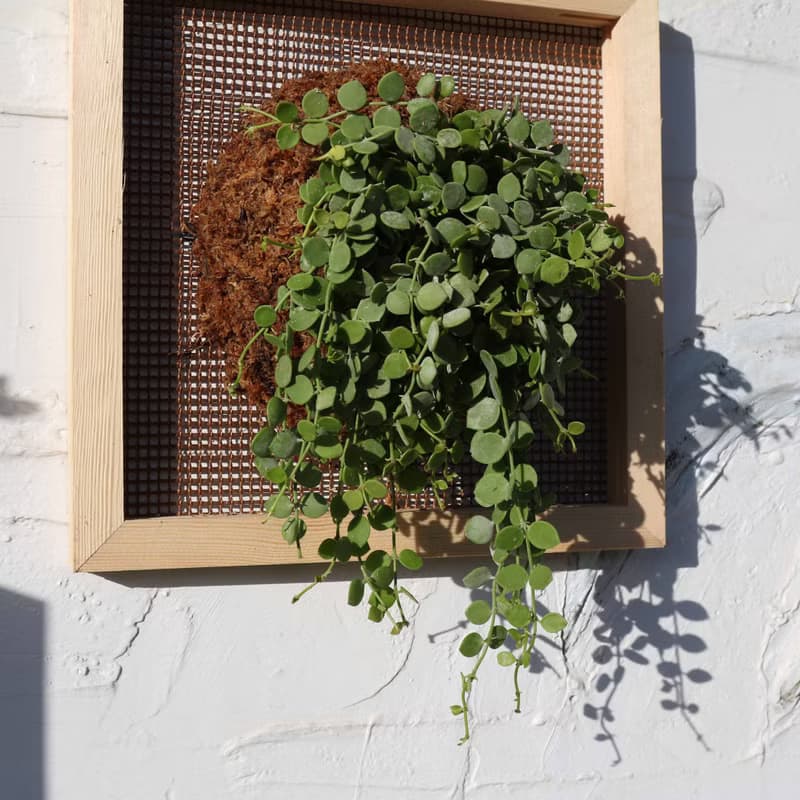 【串錢藤畫框】 質感畫框/ 室內植物