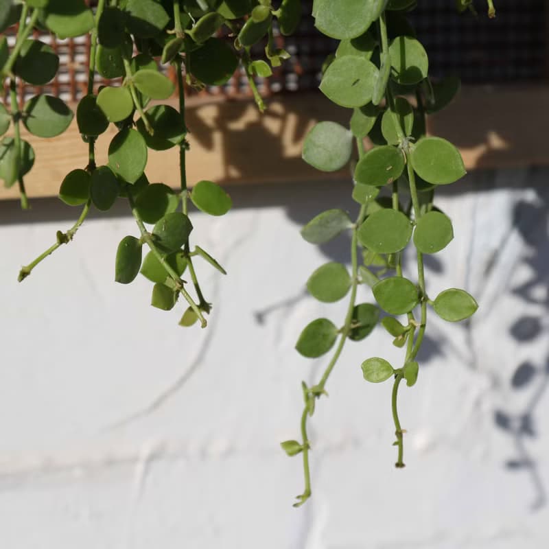 【串錢藤畫框】 質感畫框/ 室內植物