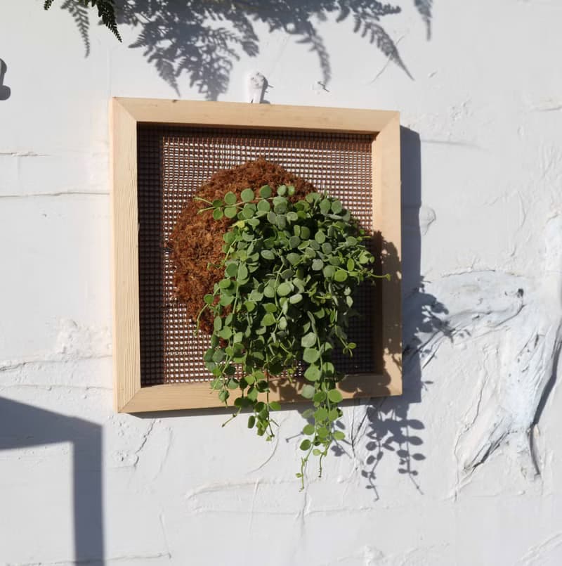 【串錢藤畫框】 質感畫框/ 室內植物
