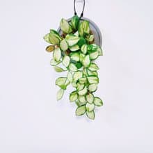 斑葉燒賣毬蘭│水泥上板植栽│陽台植物│喜光植物│觀葉植物