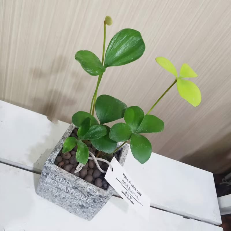 幸運樹(墨西哥鐵樹)水泥盆 佈置空間或送禮心意皆適宜