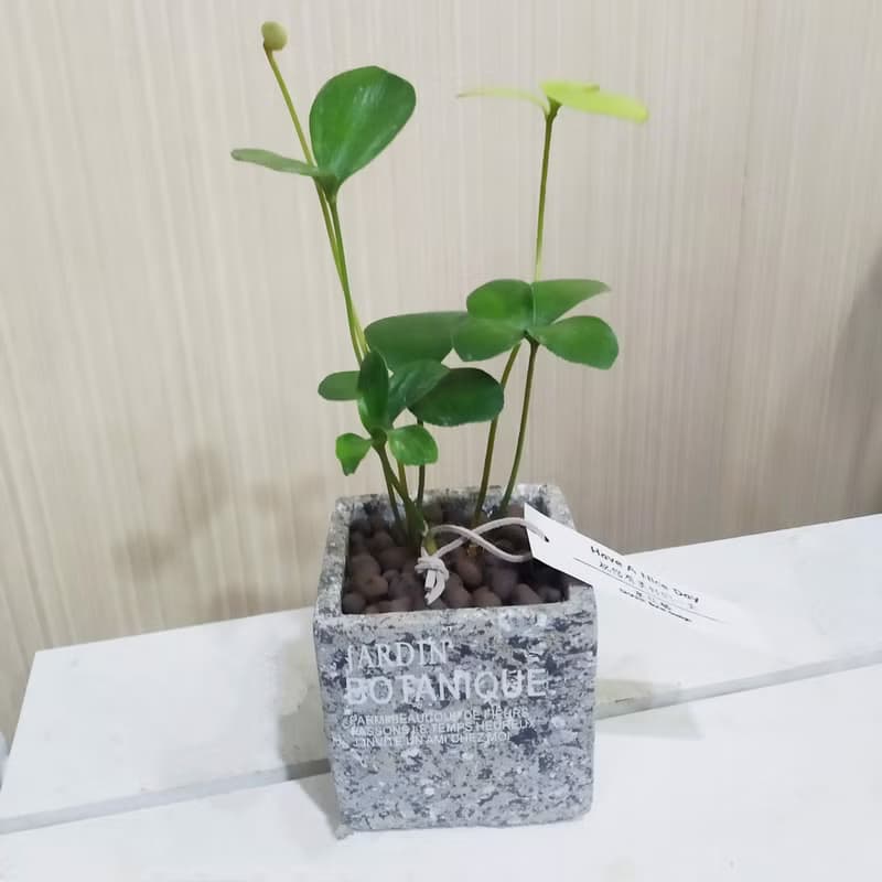 幸運樹(墨西哥鐵樹)水泥盆 佈置空間或送禮心意皆適宜