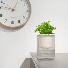 植栽 室內盆栽 無印風 鹿角山蘇