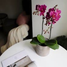 【蘭花盆栽】粉紫蝴蝶蘭盆栽 開幕送禮 升遷送禮 過年送禮 喬遷