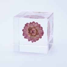 Sola cube 蠟菊立方塊_適應各種環境