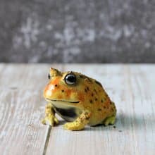 日本Magnets超有趣文具 收納鐘角蛙青蛙擬真迴紋針座(黃色)