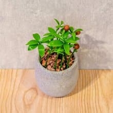竹柏 桌上型水泥盆栽 觀葉植物 禮物 盆栽 交換禮物 植物