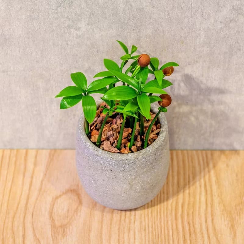 竹柏 桌上型水泥盆栽 觀葉植物 禮物 盆栽 交換禮物 植物